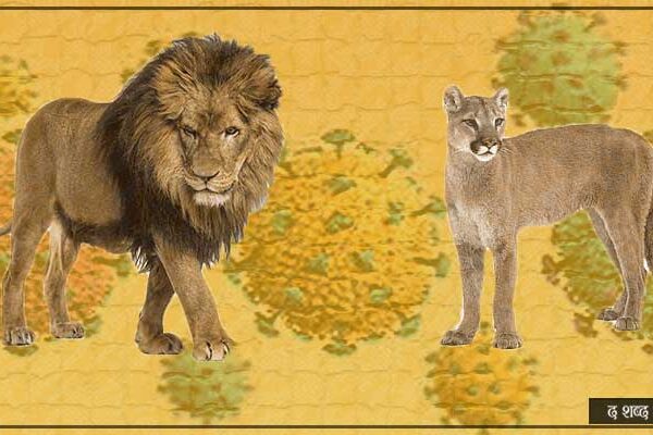 चिडियाखानाकाे जनावरमा काेभिड