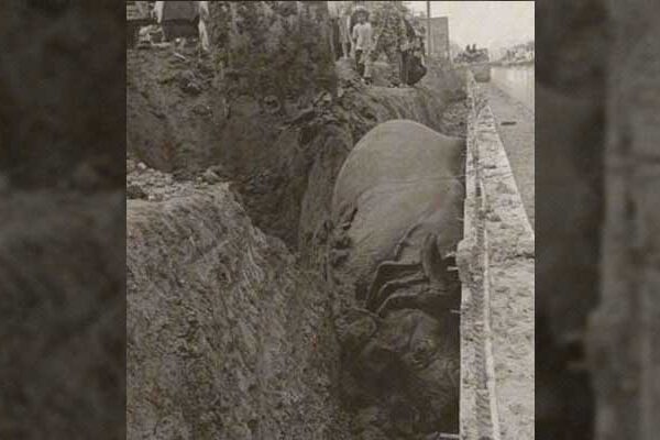 Male Rhino dies in Chitwan