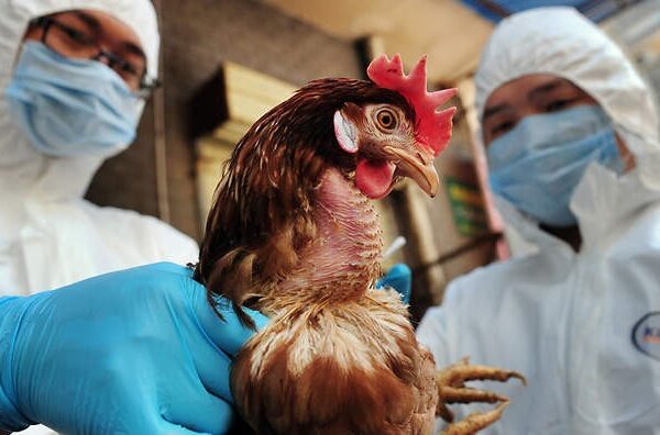 Bird Flu